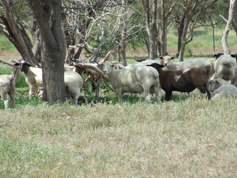 Goondiwindi QLD 4390