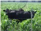 Millmerran QLD 4357