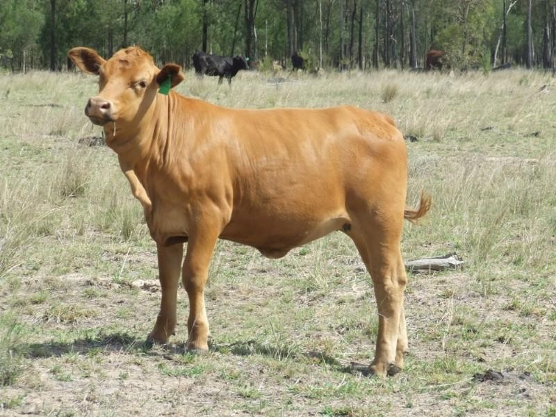 Millmerran QLD 4357