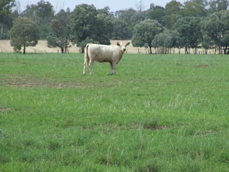 Millmerran QLD 4357