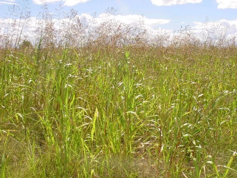 3757 Yagaburne-Boondandilla Road, Goondiwindi QLD 4390