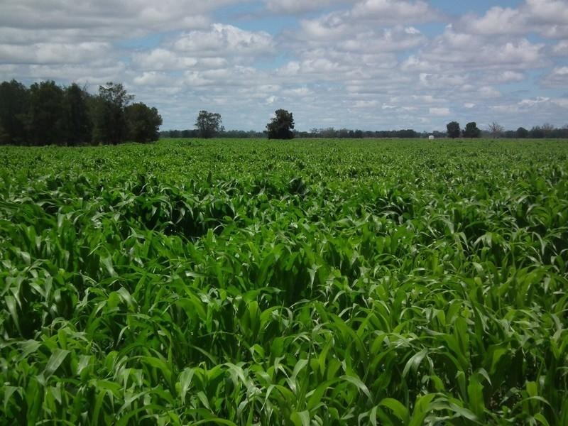 Goondiwindi QLD 4390