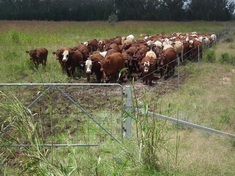 Goondiwindi QLD 4390