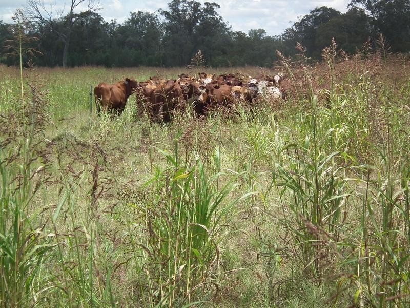 Goondiwindi QLD 4390