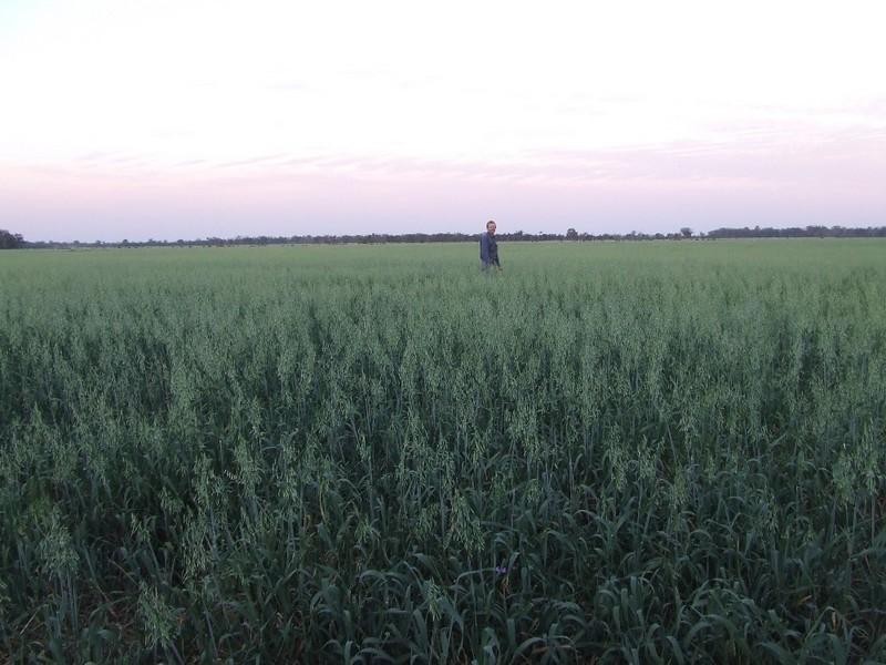 Goondiwindi QLD 4390