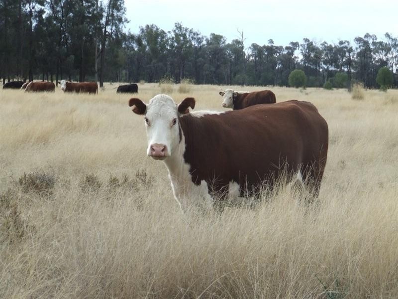 Yelarbon QLD 4388