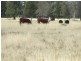 Yelarbon QLD 4388