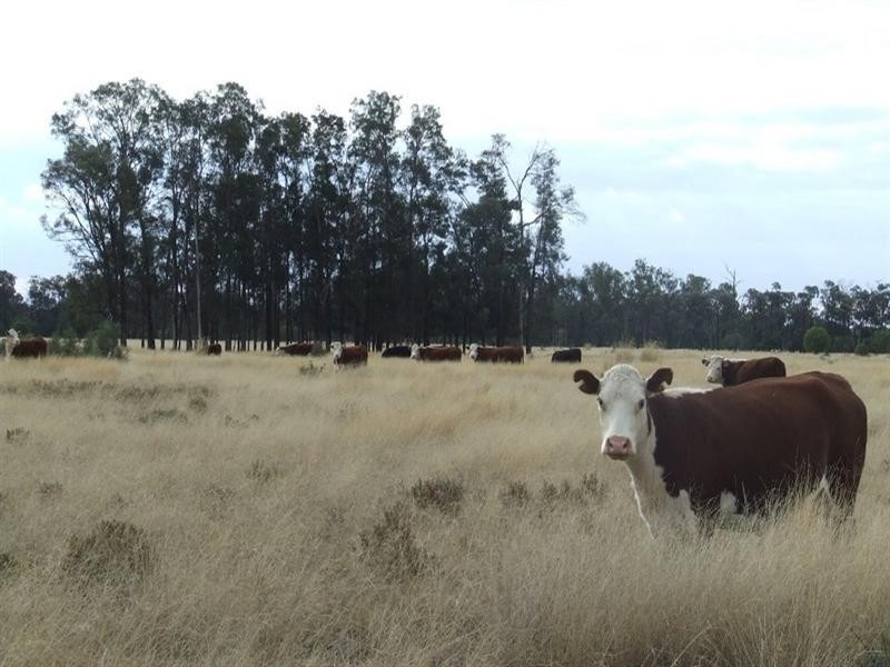 Yelarbon QLD 4388