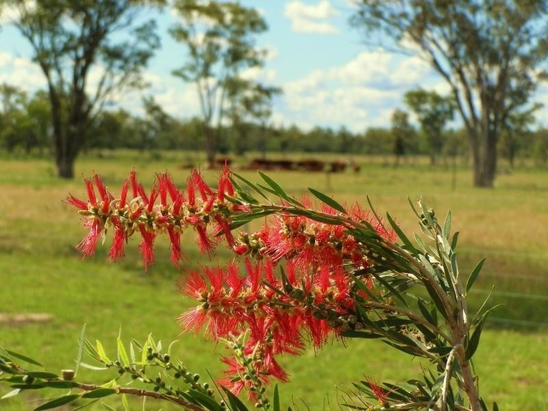 Goondiwindi QLD 4390