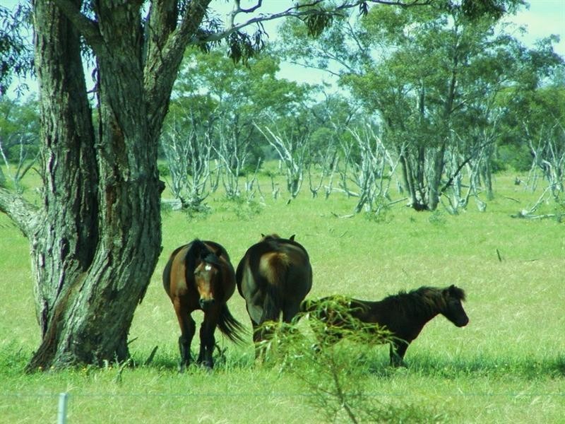 Goondiwindi QLD 4390