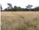 99 Holcombes Road, Goondiwindi QLD 4390