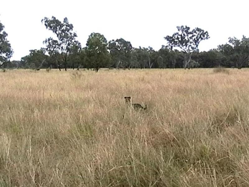 99 Holcombes Road, Goondiwindi QLD 4390