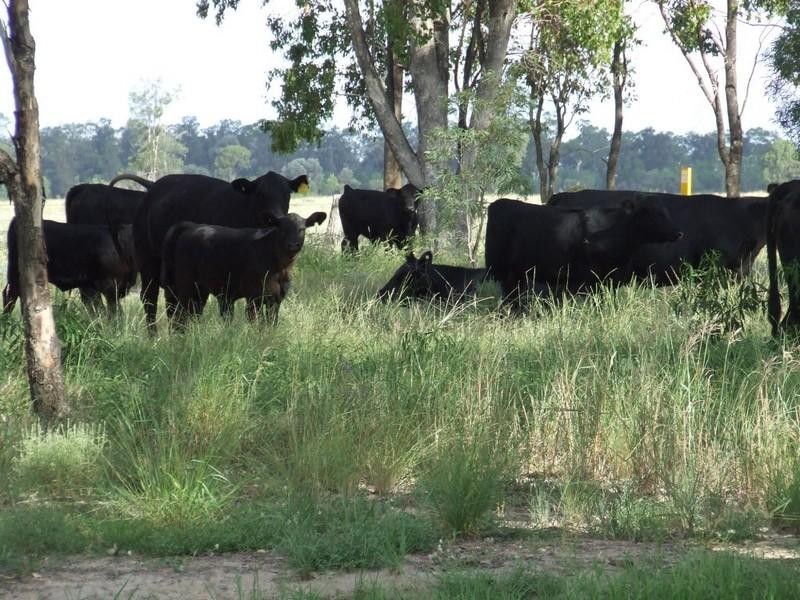 Goondiwindi QLD 4390