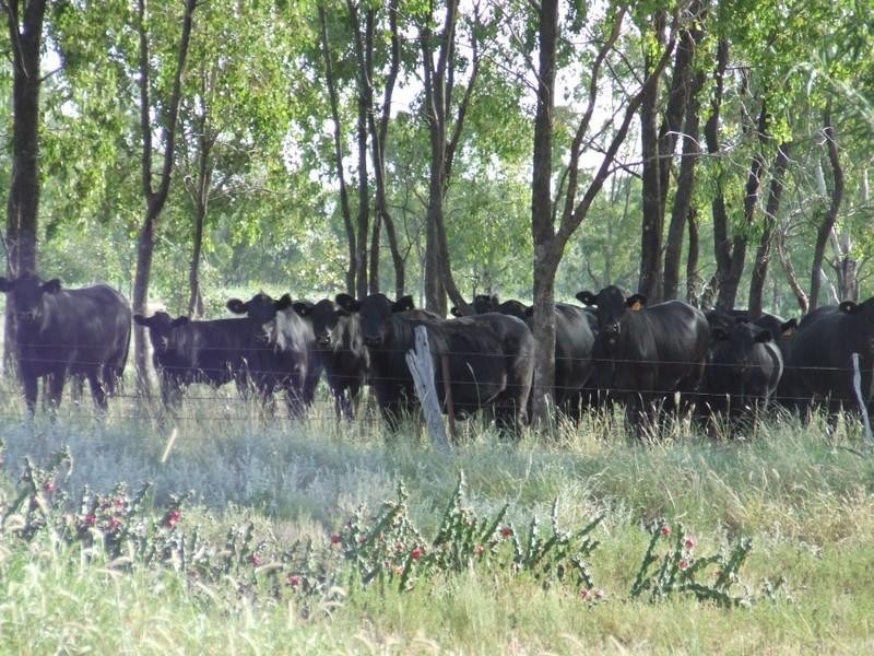 Goondiwindi QLD 4390