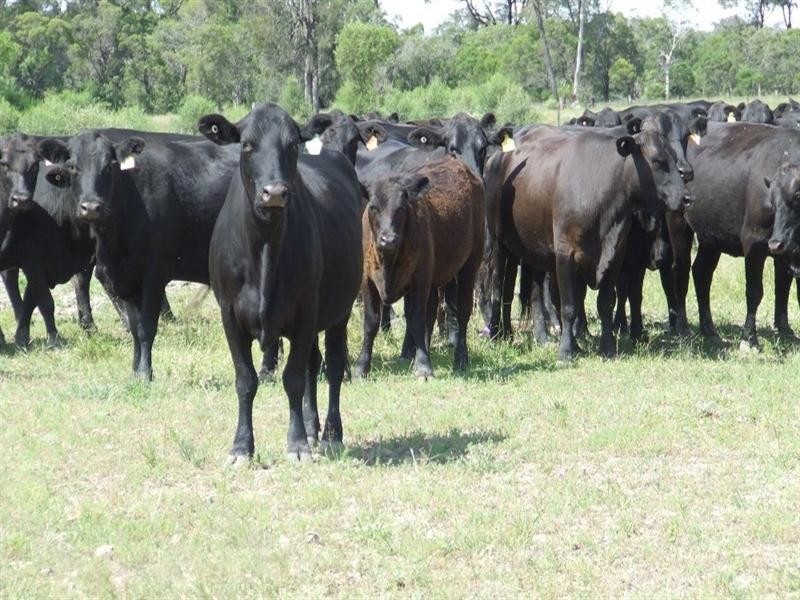 Goondiwindi QLD 4390