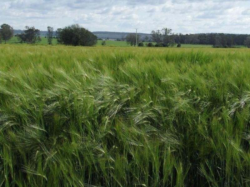 878 Blue Nobby Road, North Star NSW 2408