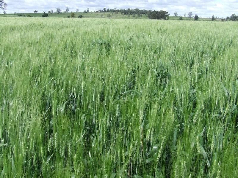 878 Blue Nobby Road, North Star NSW 2408