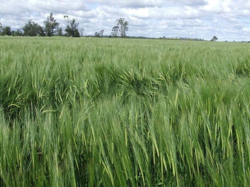 878 Blue Nobby Road, North Star NSW 2408