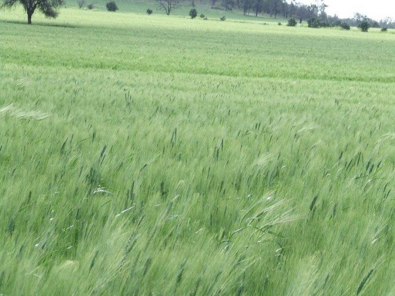 878 Blue Nobby Road, North Star NSW 2408