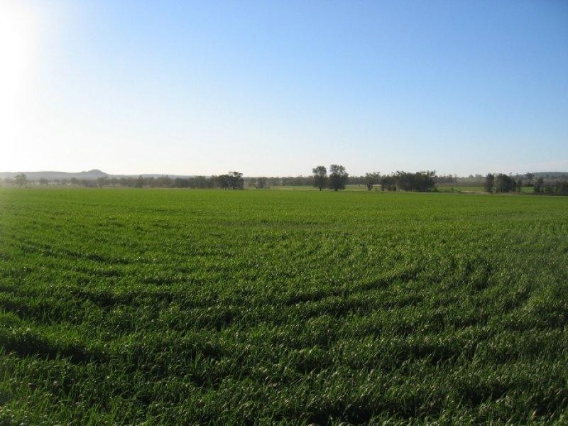 878 Blue Nobby Road, North Star NSW 2408