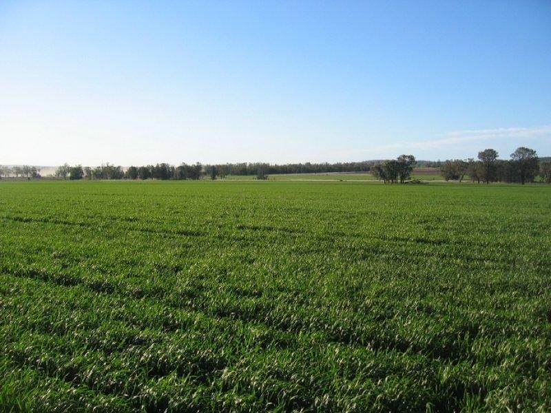 878 Blue Nobby Road, North Star NSW 2408