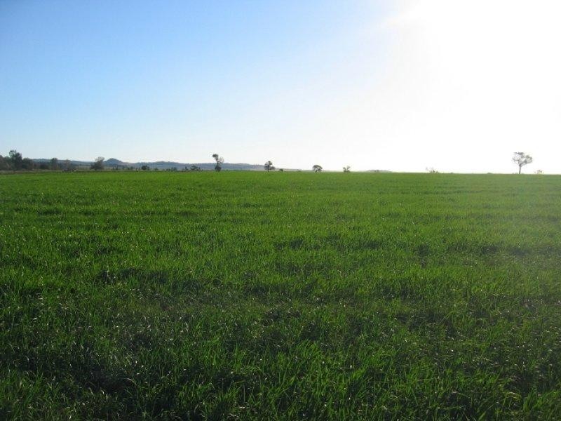 878 Blue Nobby Road, North Star NSW 2408