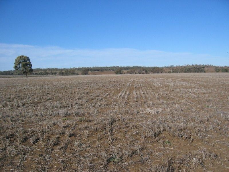 878 Blue Nobby Road, North Star NSW 2408