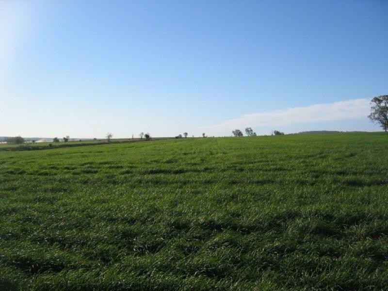 878 Blue Nobby Road, North Star NSW 2408