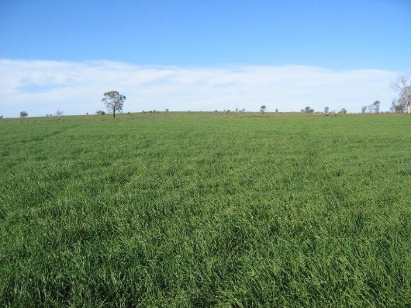 878 Blue Nobby Road, North Star NSW 2408