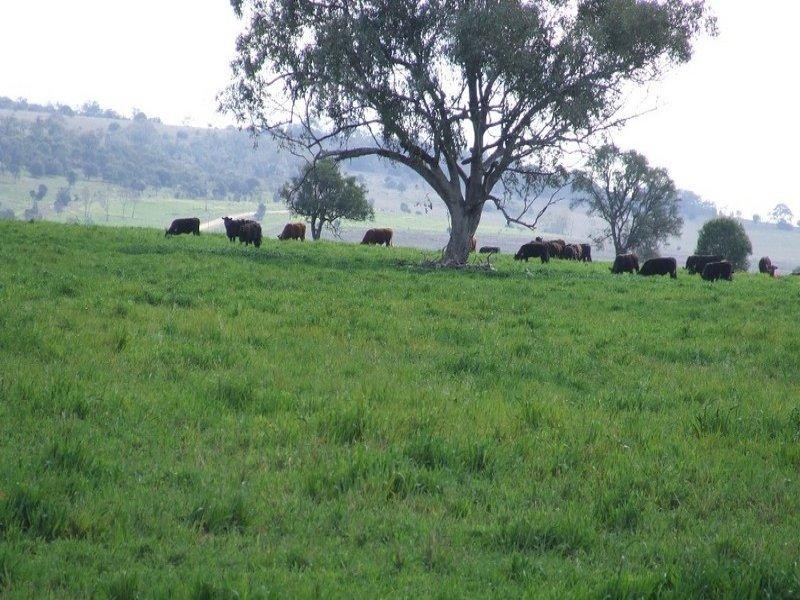 878 Blue Nobby Road, North Star NSW 2408