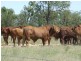 2 Widgewa Road, Goondiwindi QLD 4390
