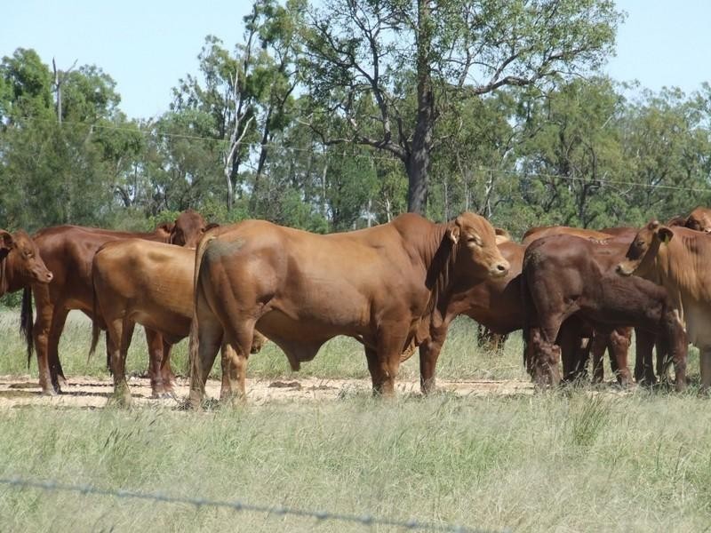 2 Widgewa Road, Goondiwindi QLD 4390
