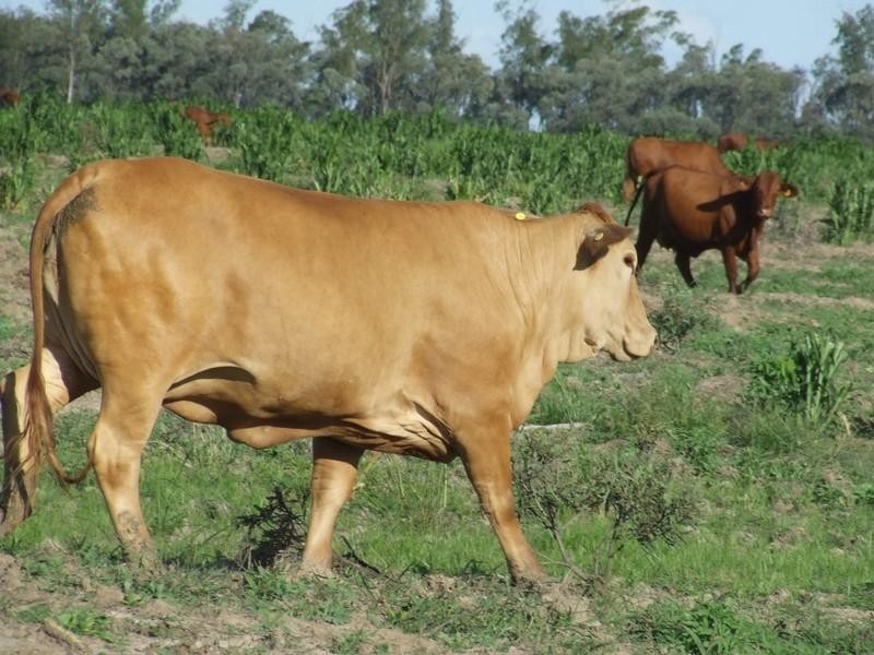 2 Widgewa Road, Goondiwindi QLD 4390