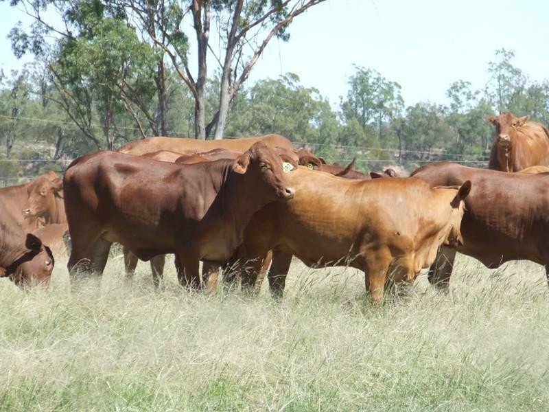 2 Widgewa Road, Goondiwindi QLD 4390