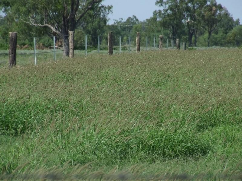 55 Kildonan Road, Goondiwindi QLD 4390