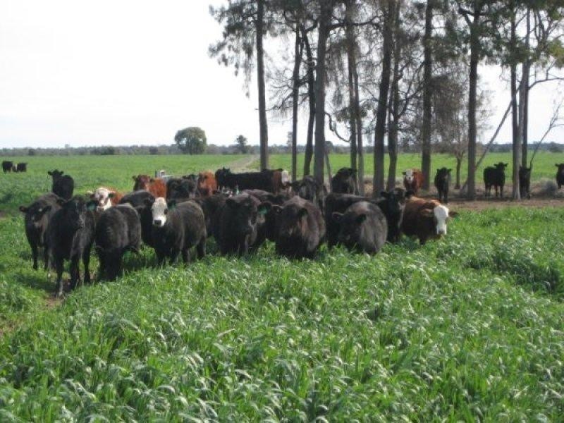 525 Narromine Road, Goondiwindi QLD 4390