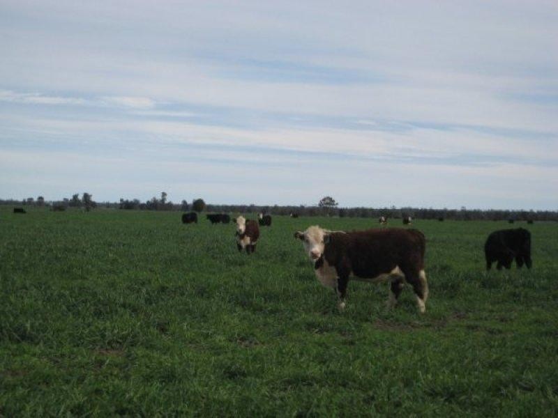 525 Narromine Road, Goondiwindi QLD 4390