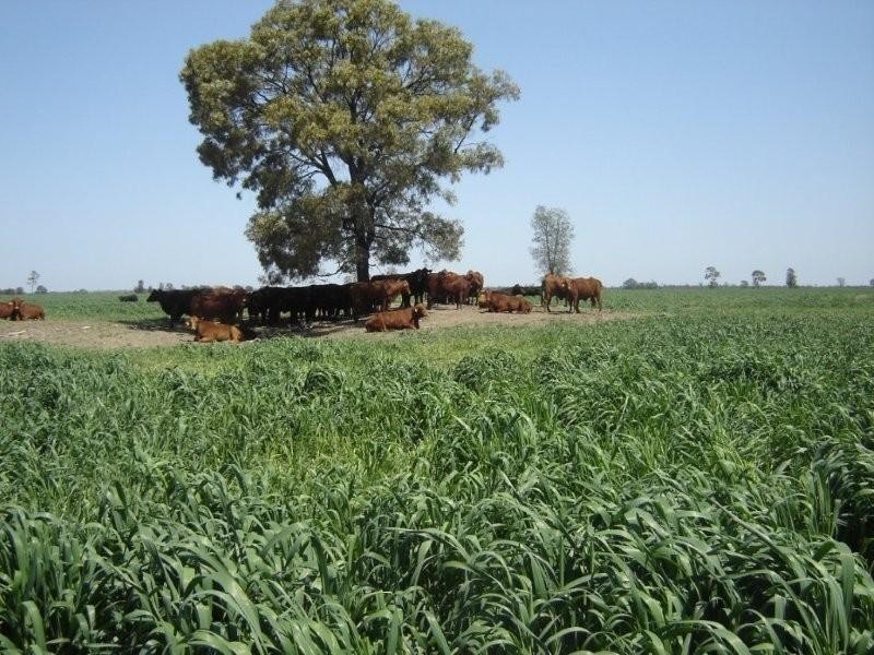 525 Narromine Road, Goondiwindi QLD 4390