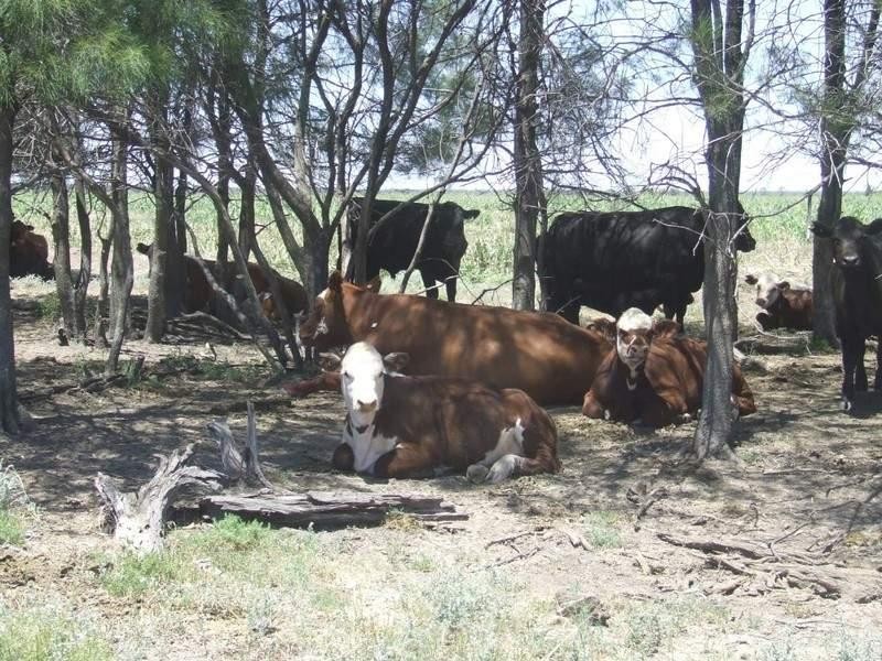 525 Narromine Road, Goondiwindi QLD 4390