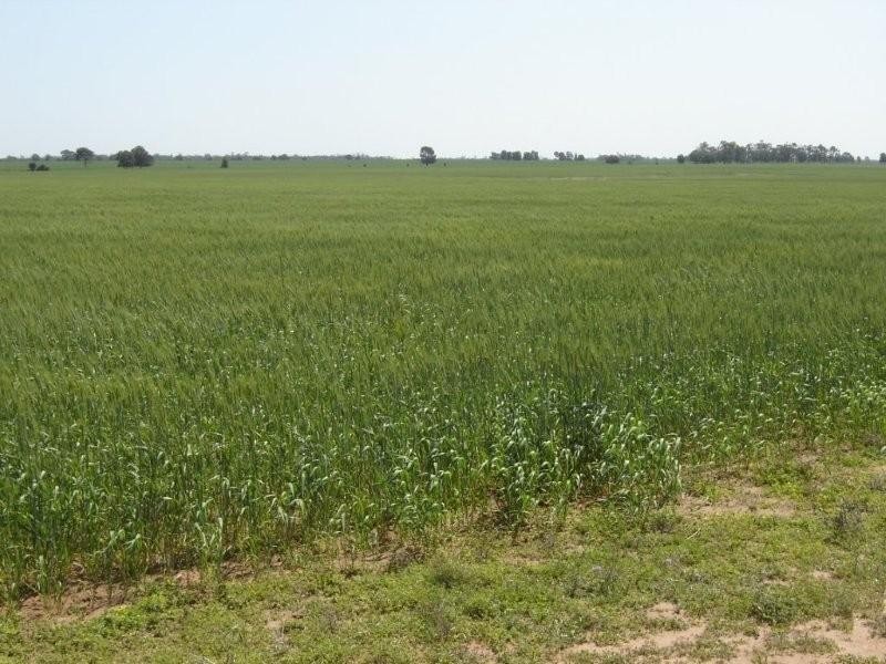 525 Narromine Road, Goondiwindi QLD 4390