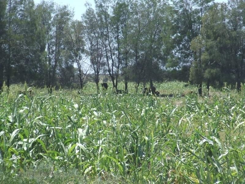 525 Narromine Road, Goondiwindi QLD 4390