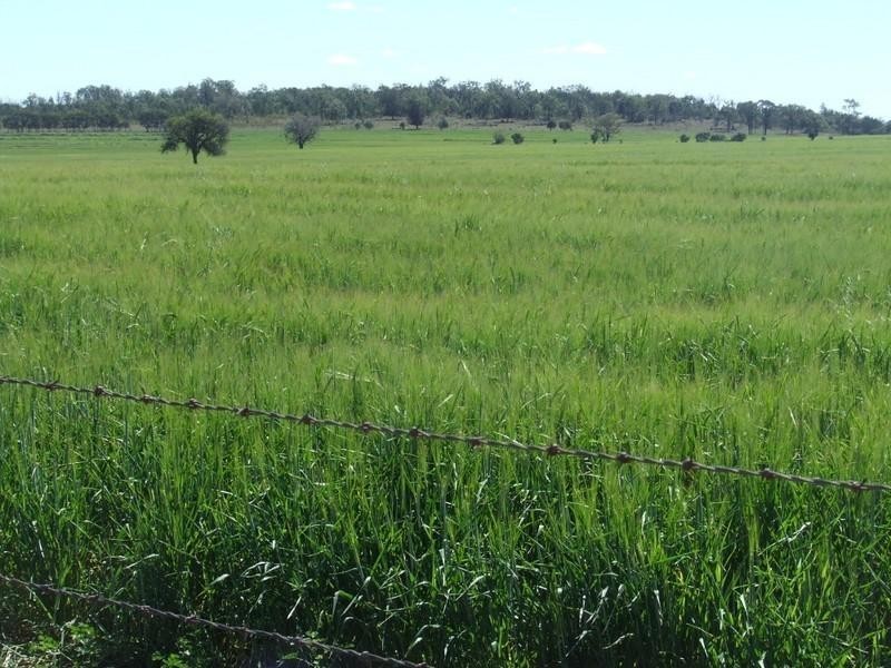 878 Blue Nobby Road, North Star NSW 2408