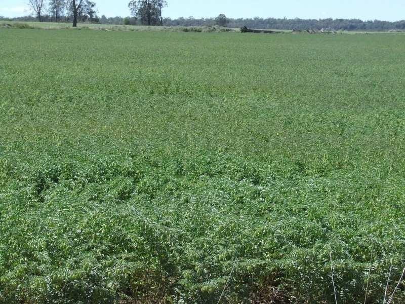 878 Blue Nobby Road, North Star NSW 2408