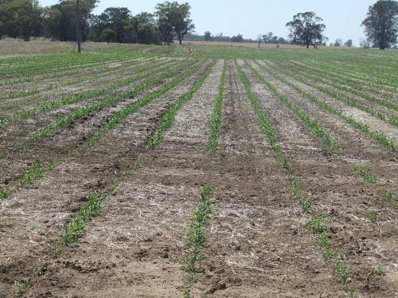 878 Blue Nobby Road, North Star NSW 2408