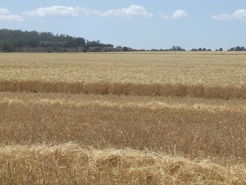 878 Blue Nobby Road, North Star NSW 2408