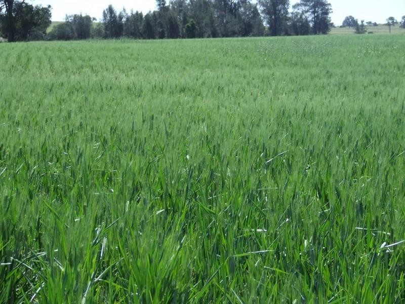 878 Blue Nobby Road, North Star NSW 2408