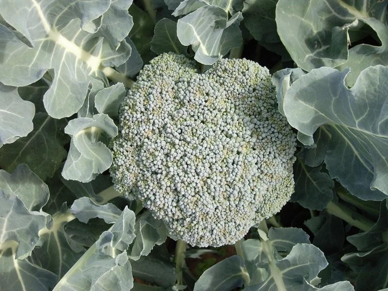 10 Coal Mine Road, Ashford NSW 2361