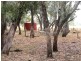 99 Holcombes Road, Goondiwindi QLD 4390