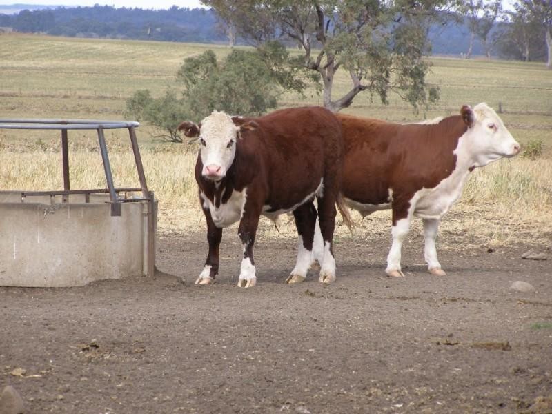 1 Burmah Road, Graman NSW 2360