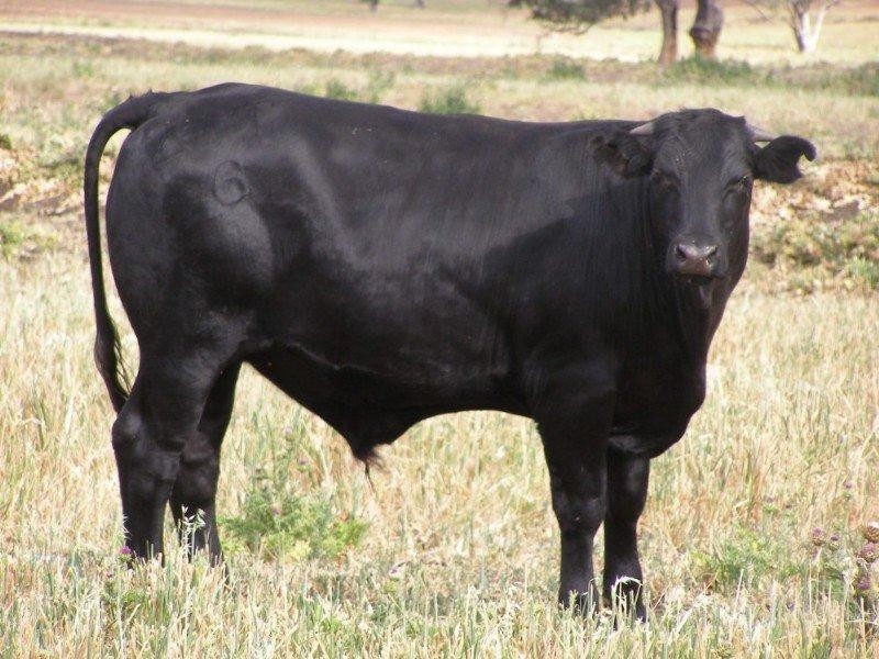 1 Burmah Road, Graman NSW 2360